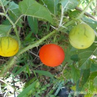 <i>Solanum capsicoides</i>  All.